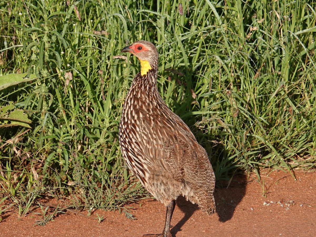 Francolin à cou jaune - ML634471026