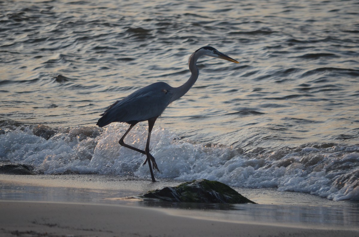 Great Blue Heron (Great Blue) - ML634471050