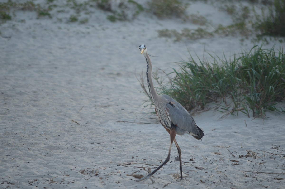 Great Blue Heron (Great Blue) - ML634471052