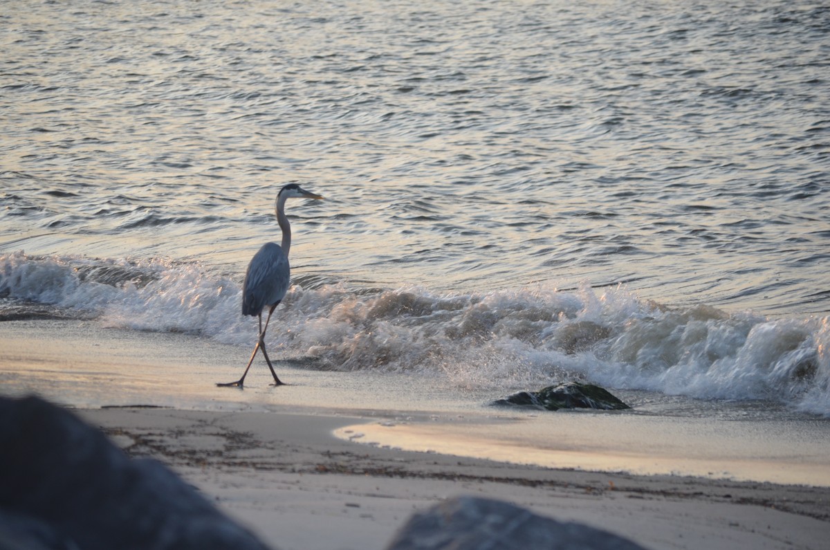 Great Blue Heron (Great Blue) - ML634471053