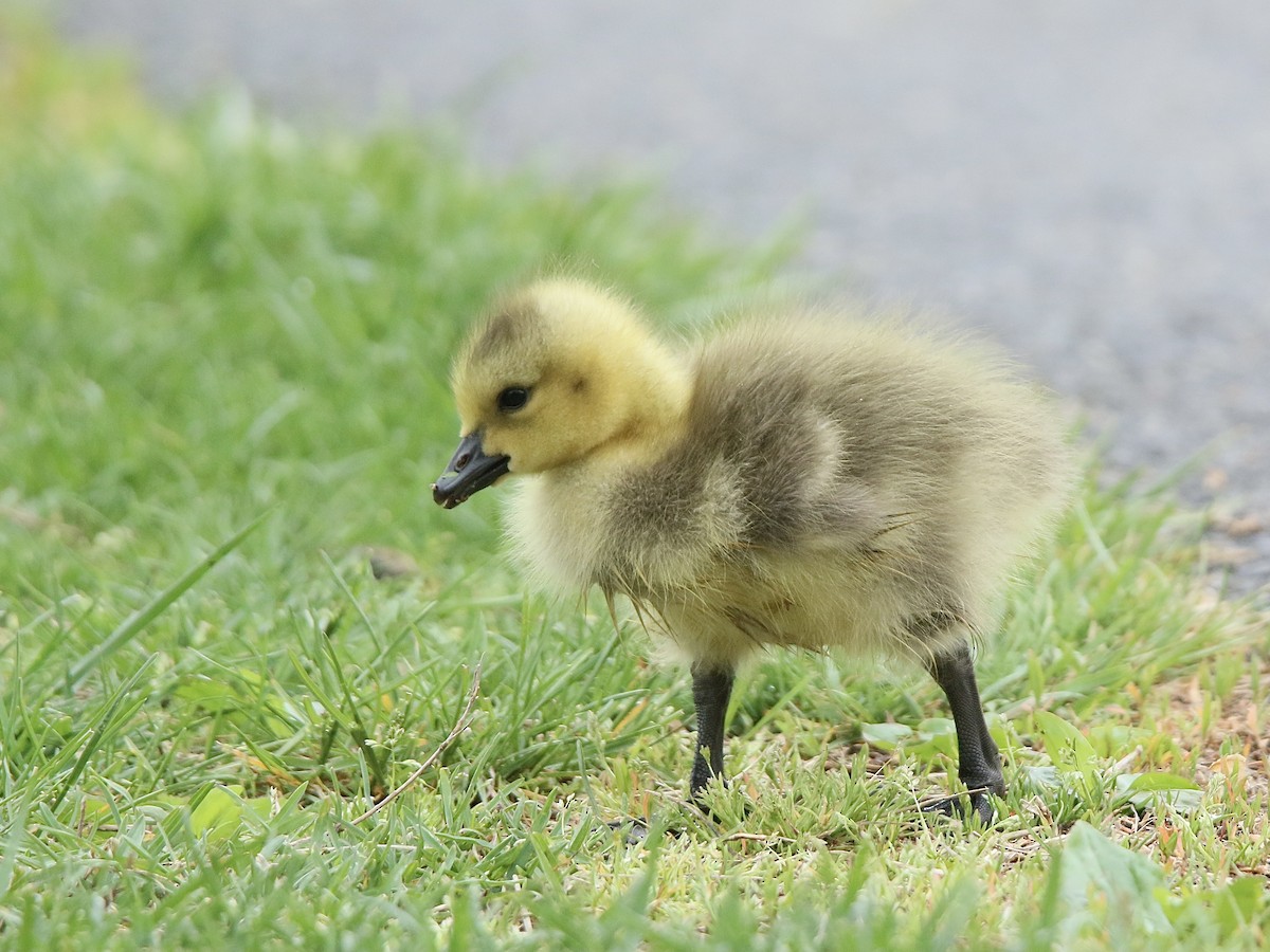 Canada Goose - ML634471071