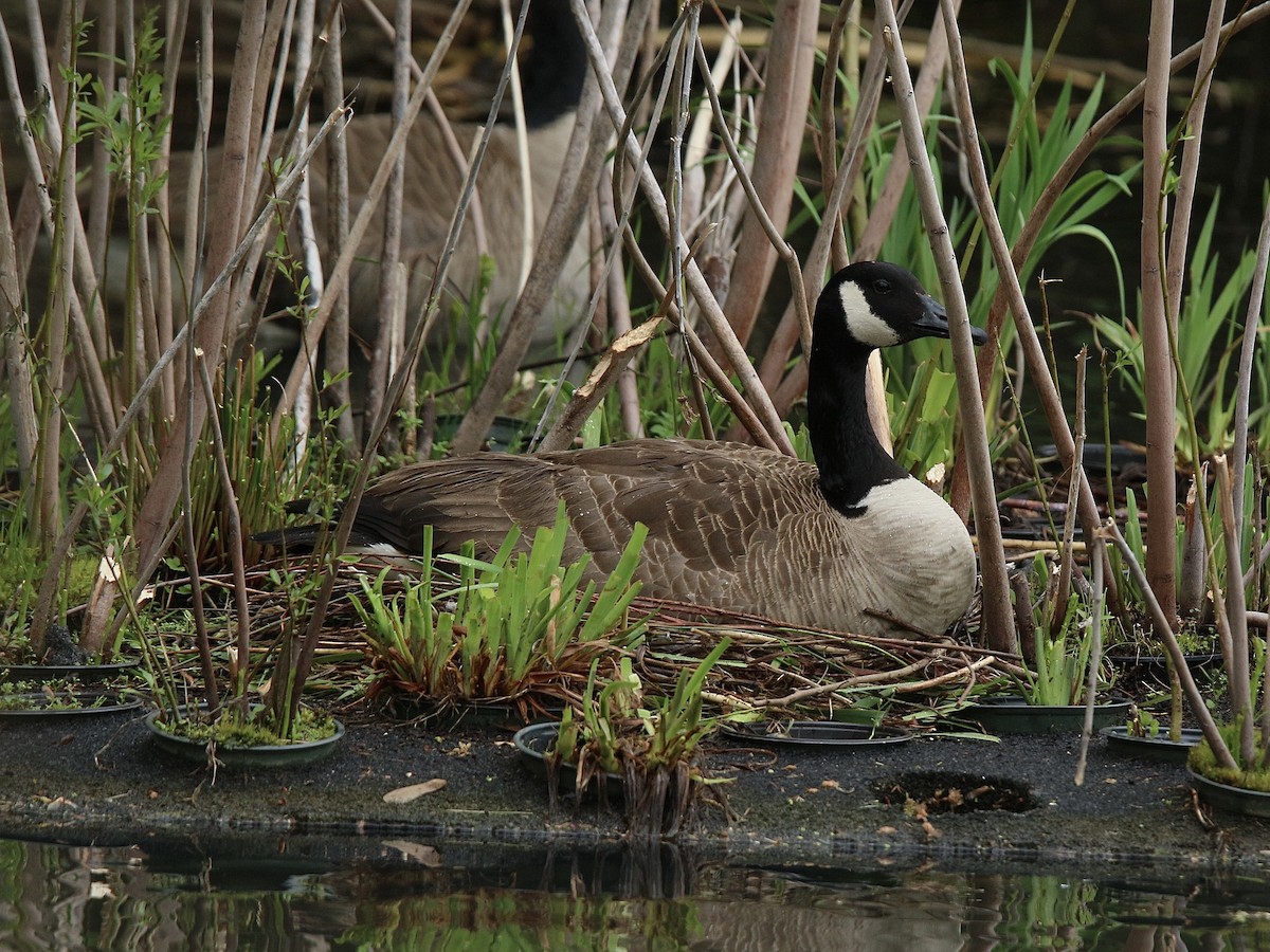 Canada Goose - ML634471072