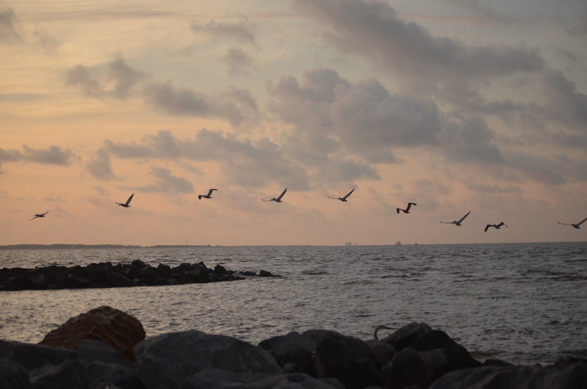 Brown Pelican - ML634471095