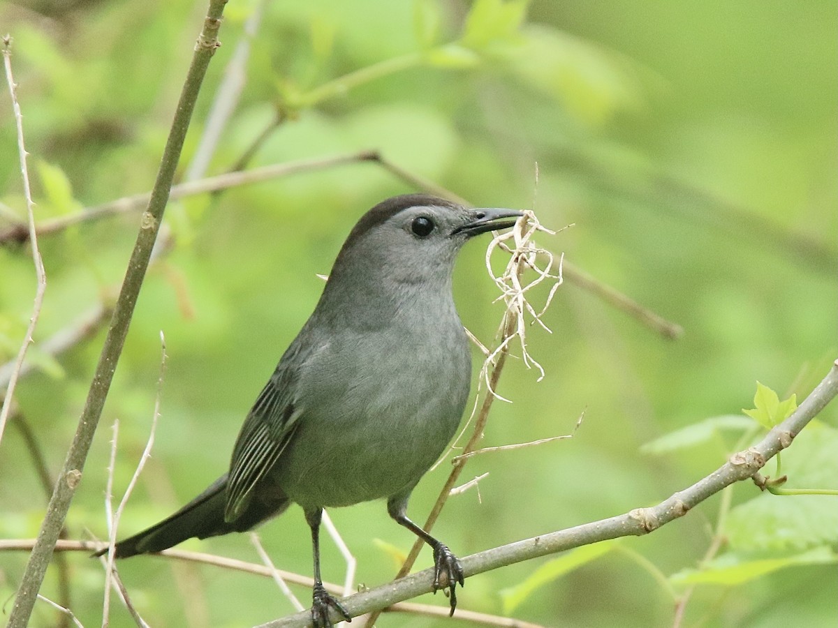 Gray Catbird - ML634471108