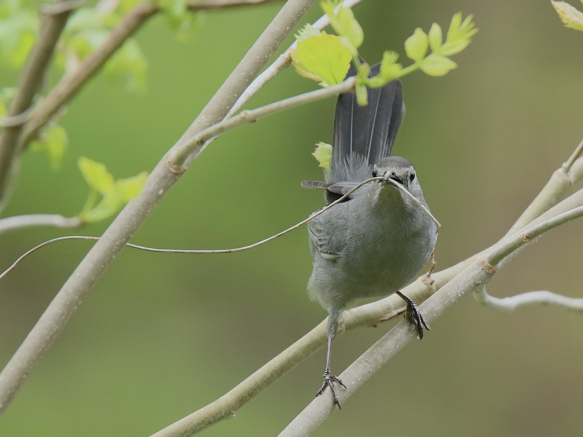 Gray Catbird - ML634471109