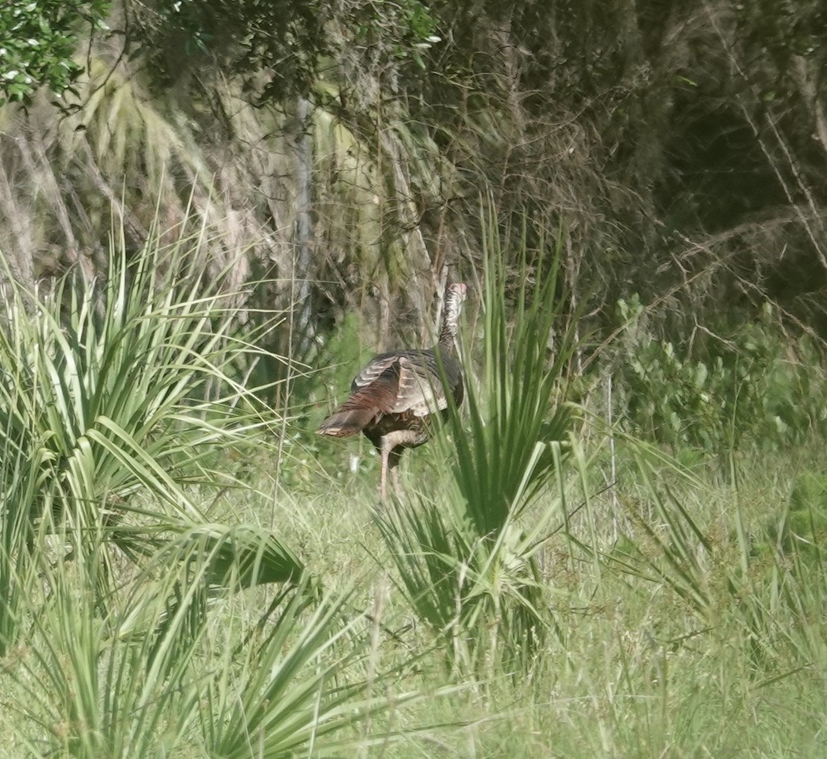 Wild Turkey - ML634471163