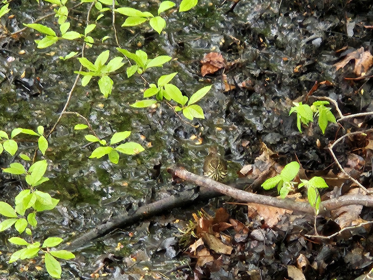 Northern Waterthrush - ML634471181