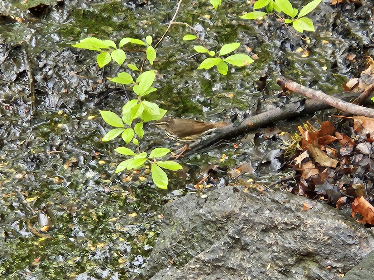 Northern Waterthrush - ML634471182