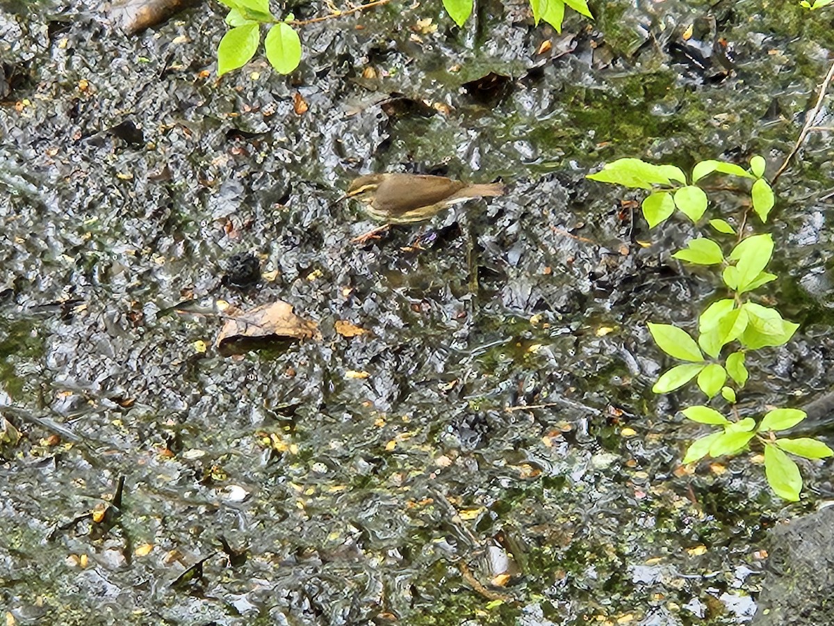 Northern Waterthrush - ML634471183