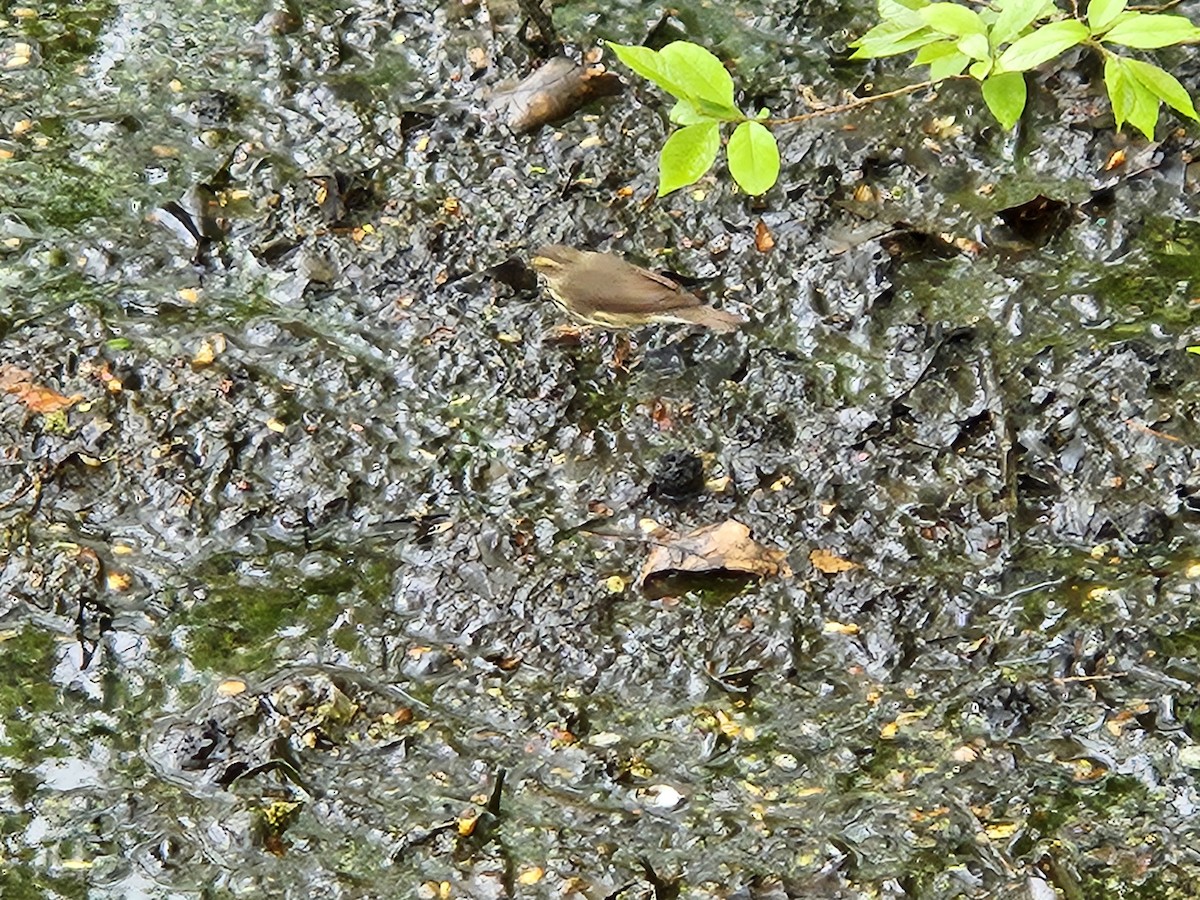 Northern Waterthrush - ML634471184