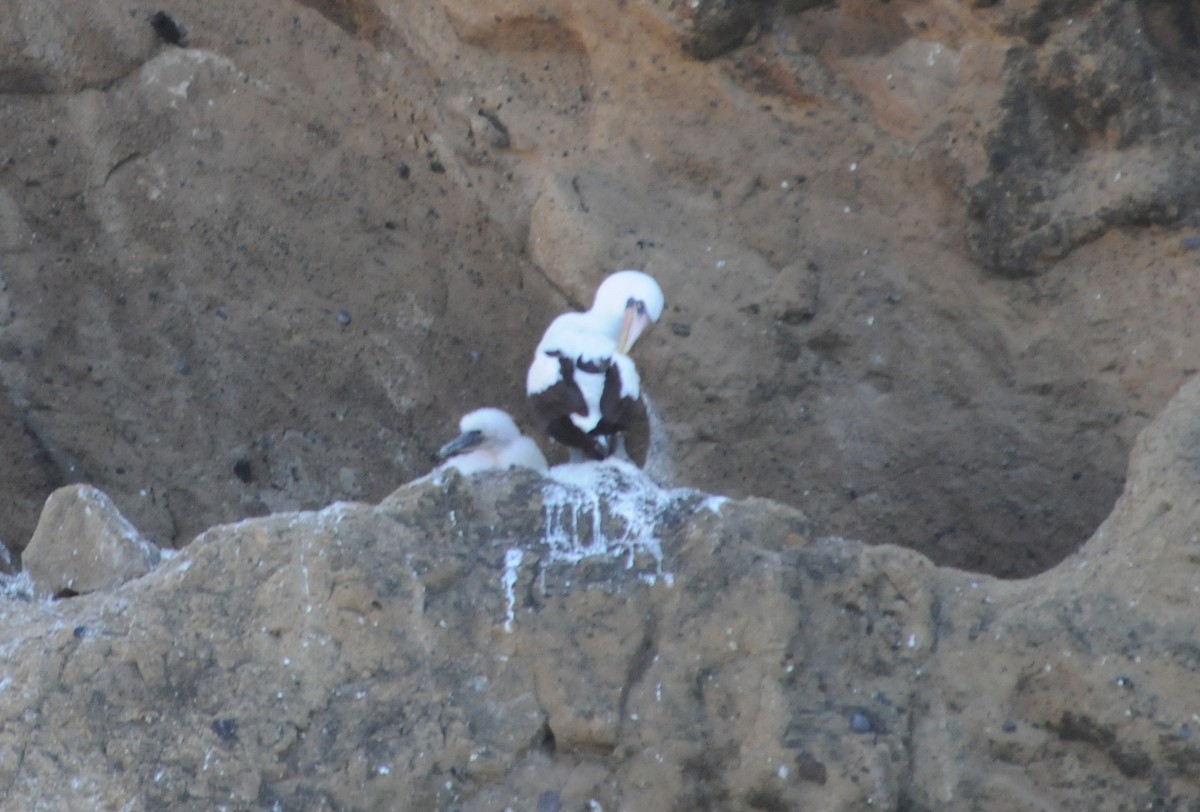 Nazca Booby - ML634471234