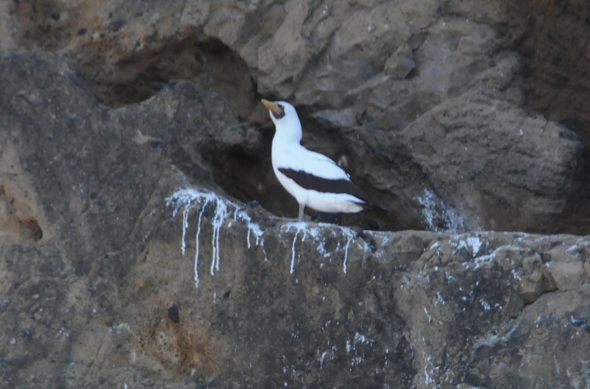 Nazca Booby - ML634471235