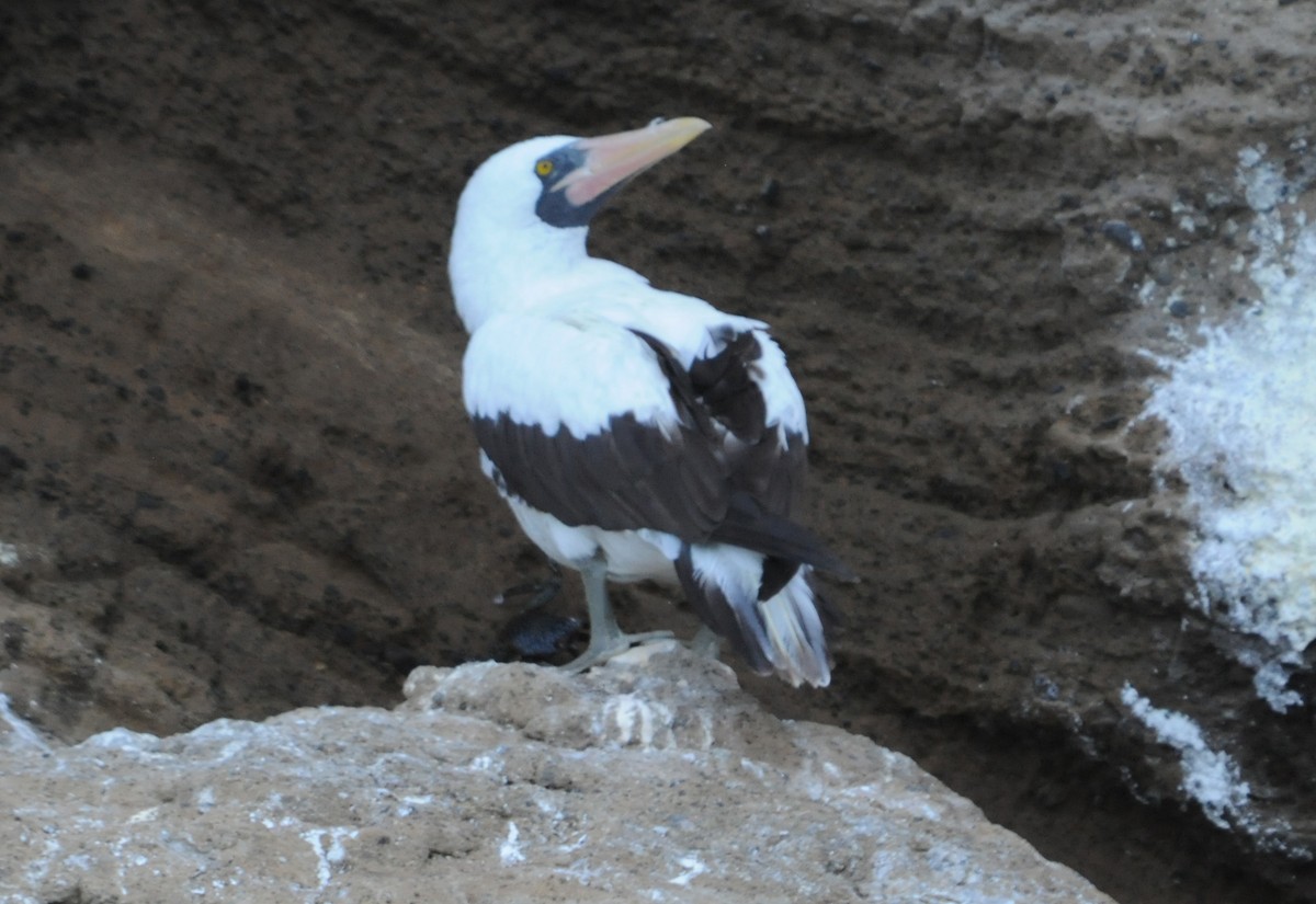 Nazca Booby - ML634471236