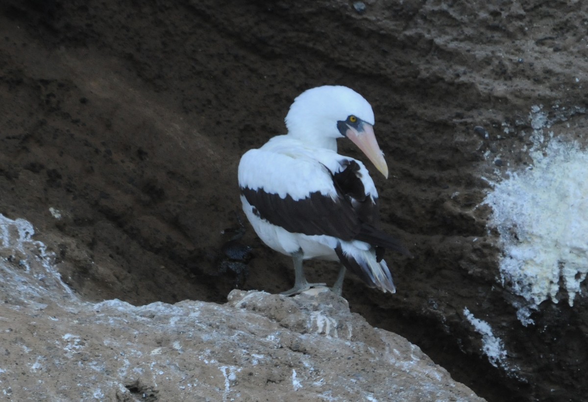 Nazca Booby - ML634471237