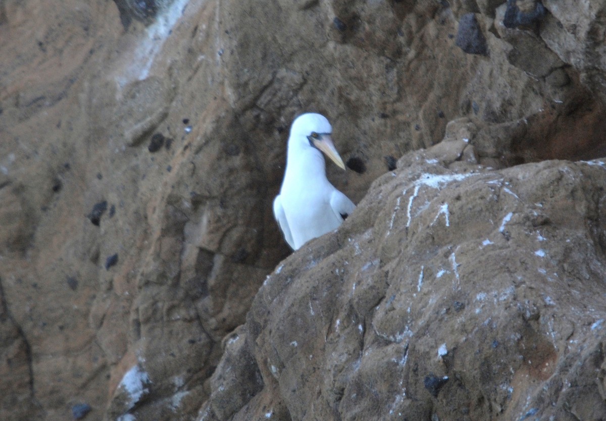 Nazca Booby - ML634471238