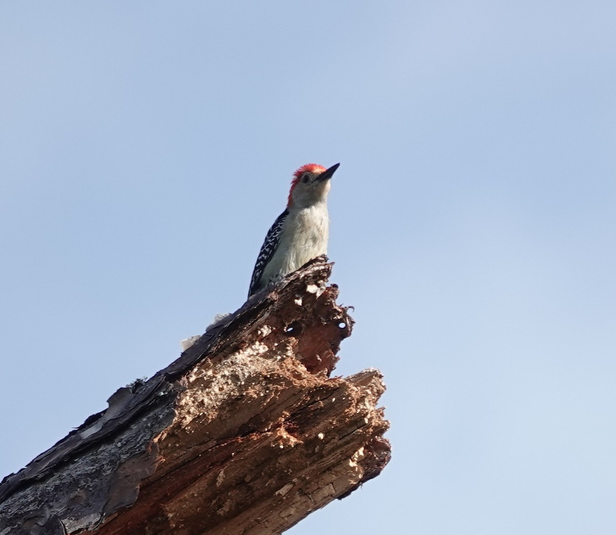 Red-bellied Woodpecker - ML634471260