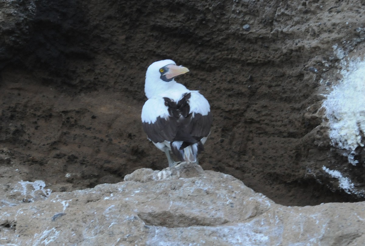 Nazca Booby - ML634471277