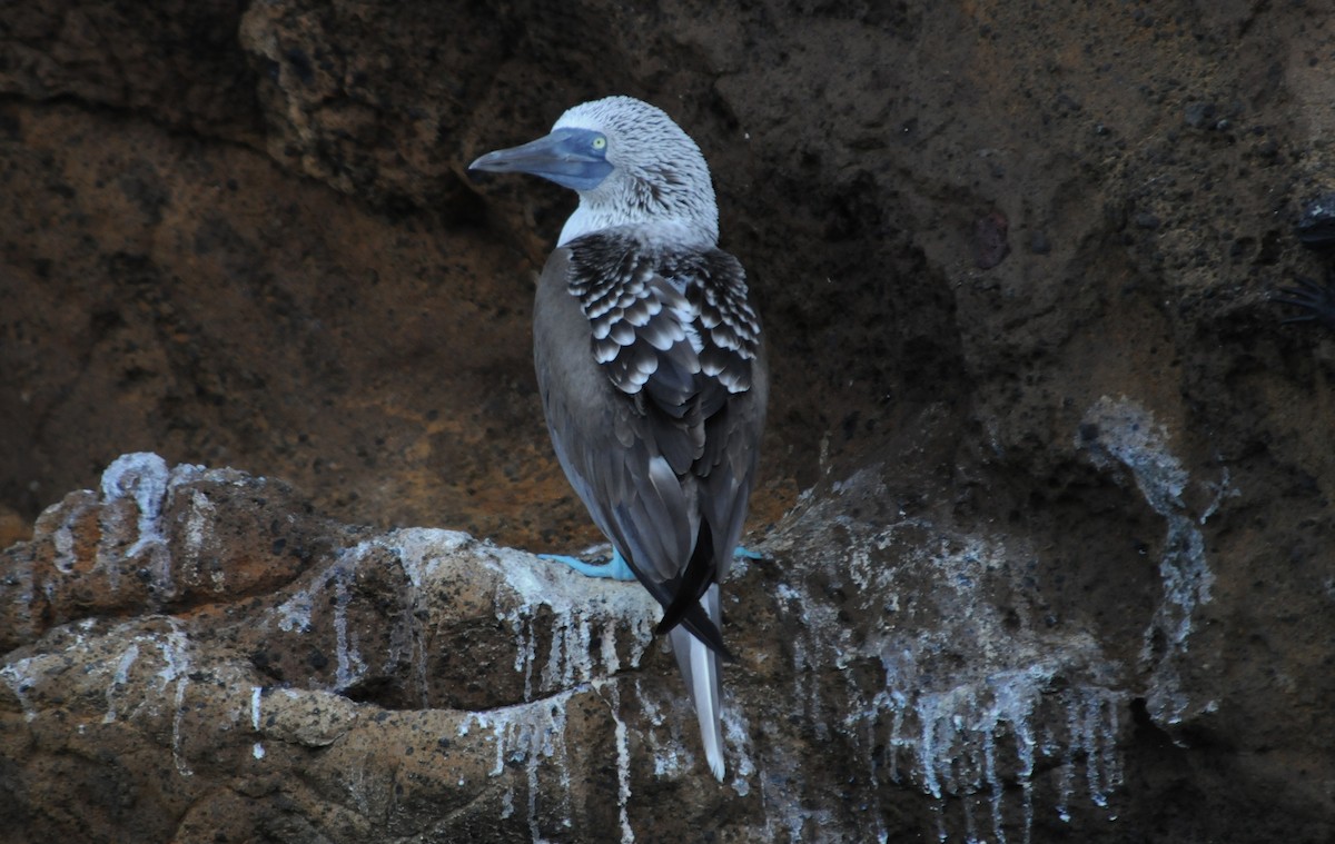 Blue-footed Booby - ML634471278