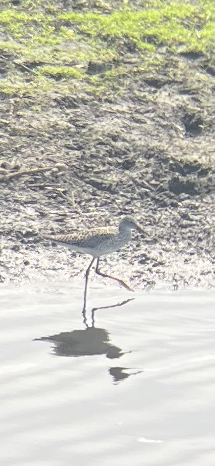 Solitary Sandpiper - ML634471296