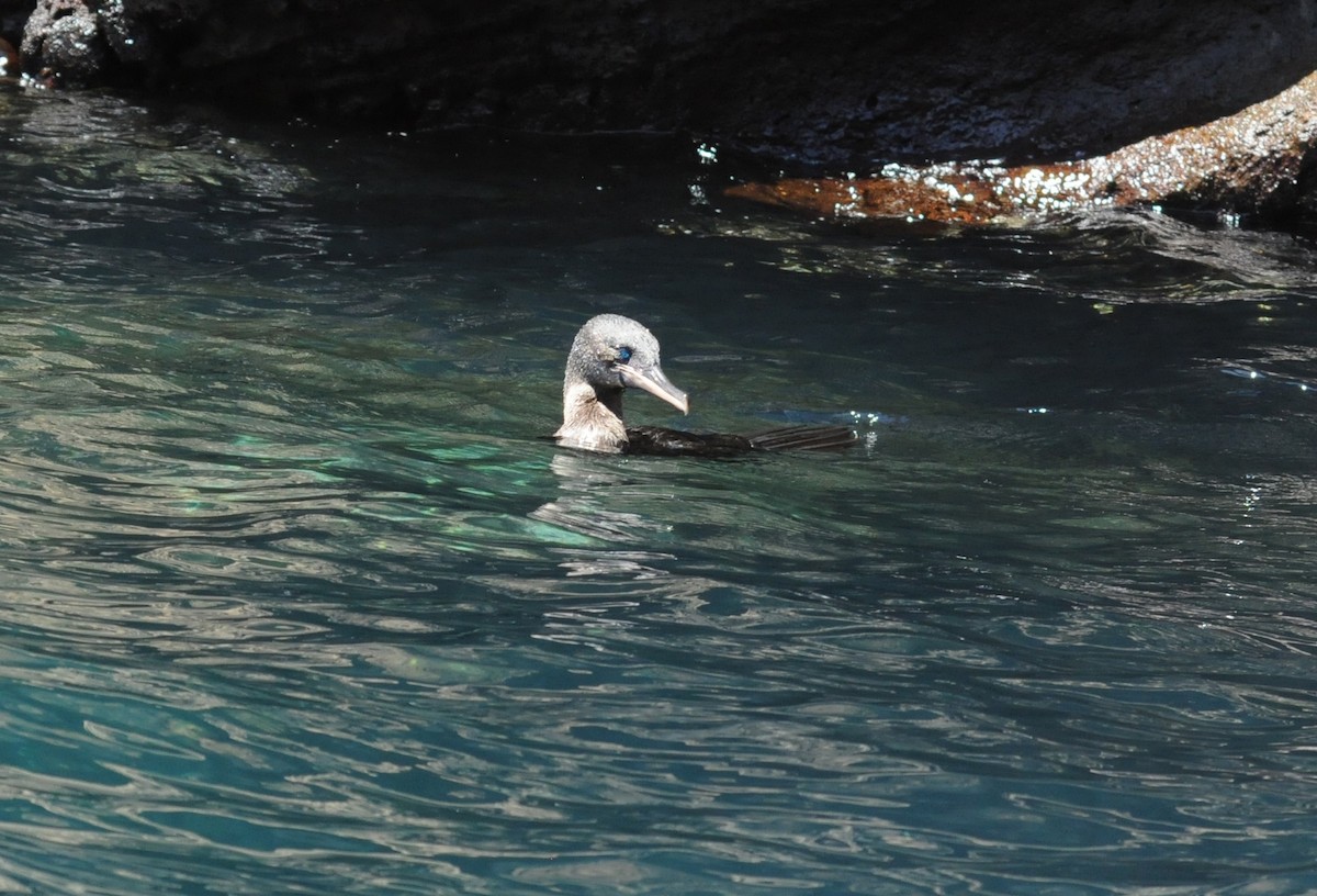 Flightless Cormorant - ML634471352
