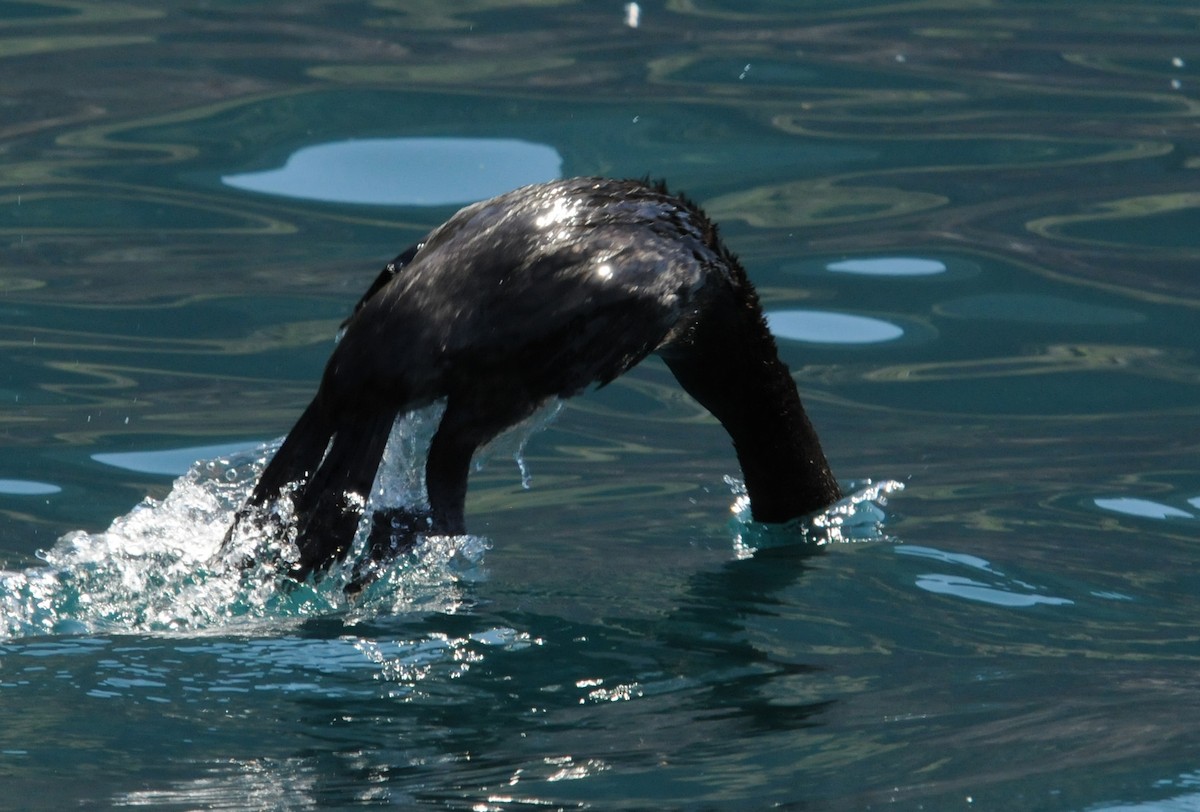 Flightless Cormorant - ML634471353
