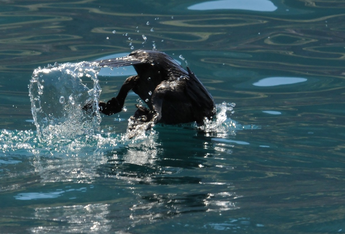 Flightless Cormorant - ML634471354