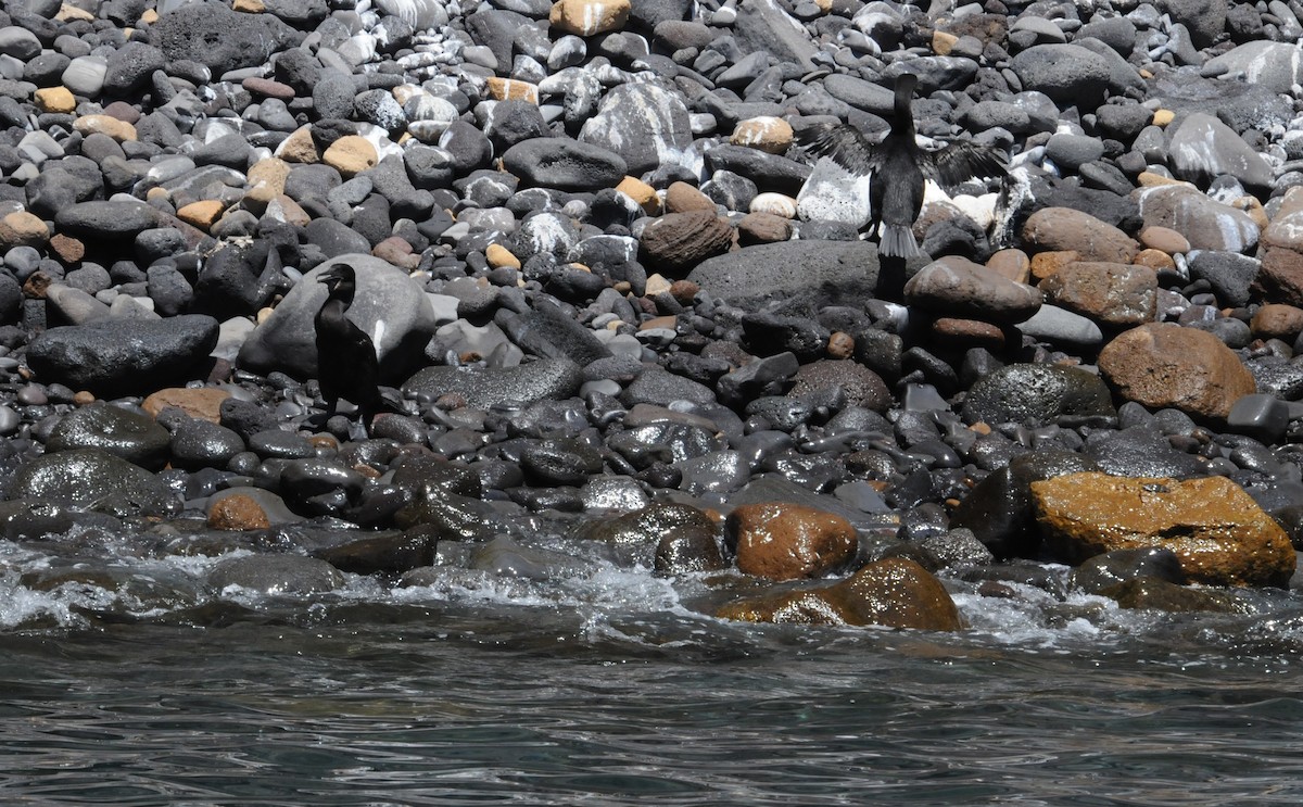 Flightless Cormorant - ML634471355