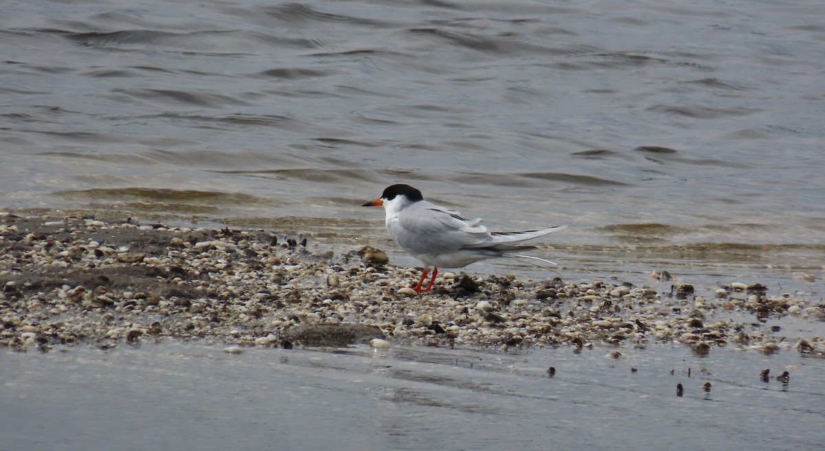 שחפית שחורת-אוזן - ML634471371