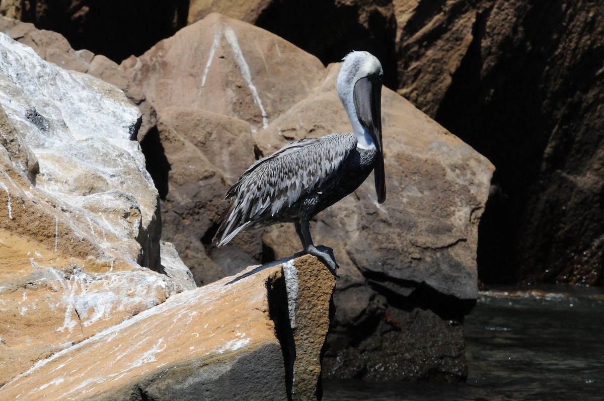 Brown Pelican (Galapagos) - ML634471384