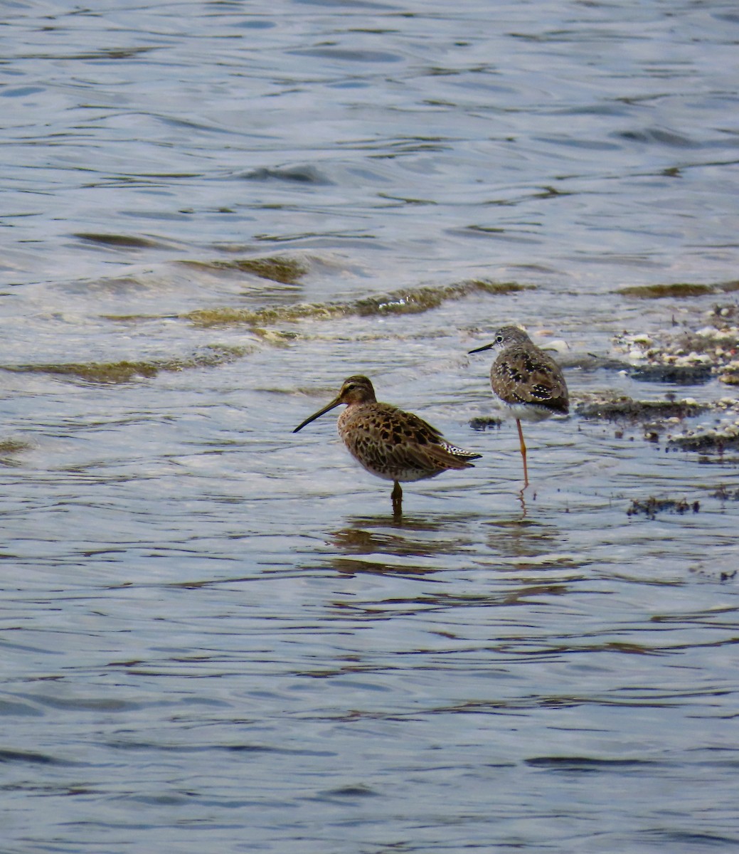 חרטומנית קצרת-מקור - ML634471388