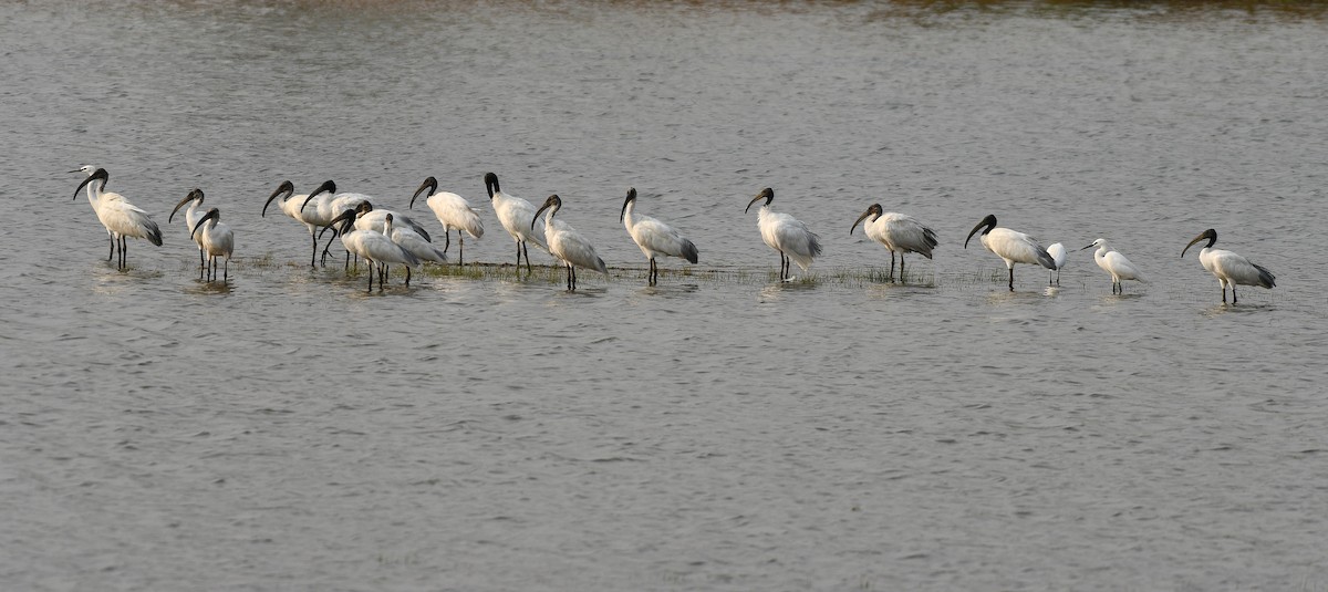 Black-headed Ibis - ML634471400