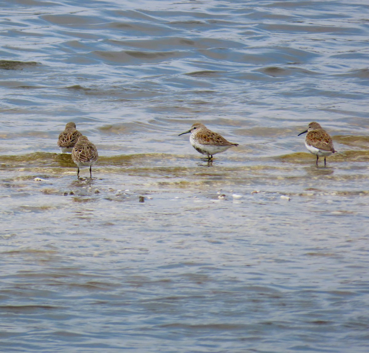 חופית אלפינית - ML634471417