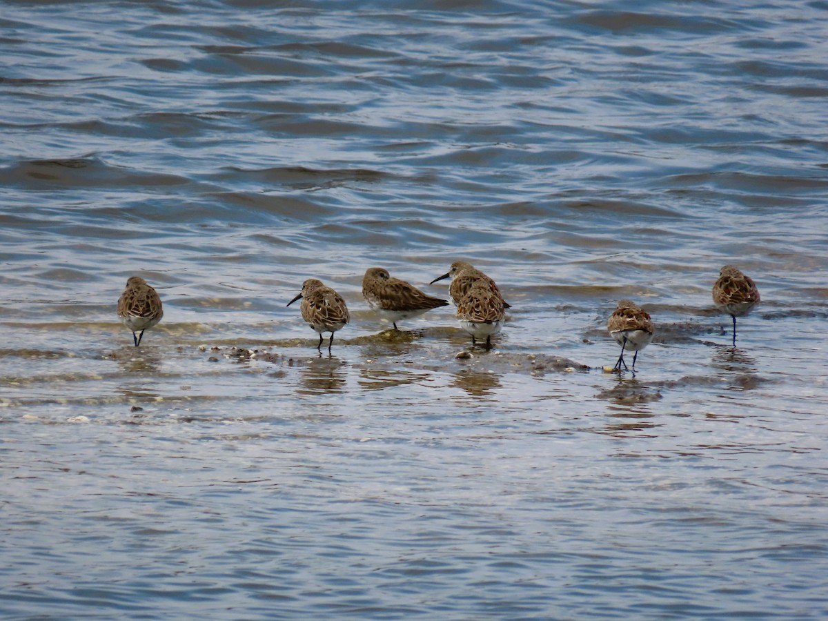 חופית אלפינית - ML634471418