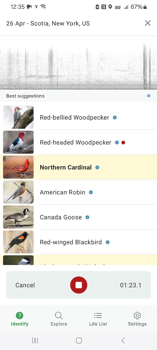 Red-headed Woodpecker - ML634471420