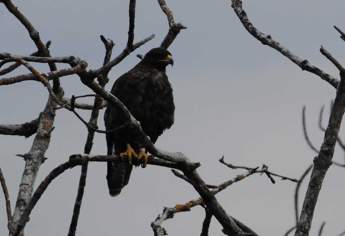 Galapagos Hawk - ML634471484
