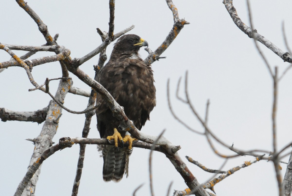 Galapagos Hawk - ML634471485