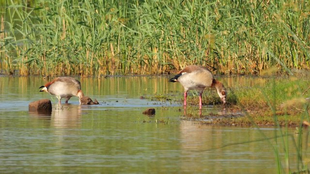 Egyptian Goose - ML634471508