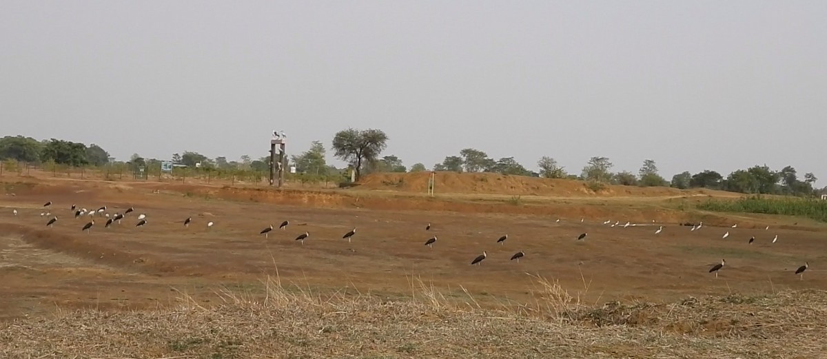Asian Woolly-necked Stork - ML634471569