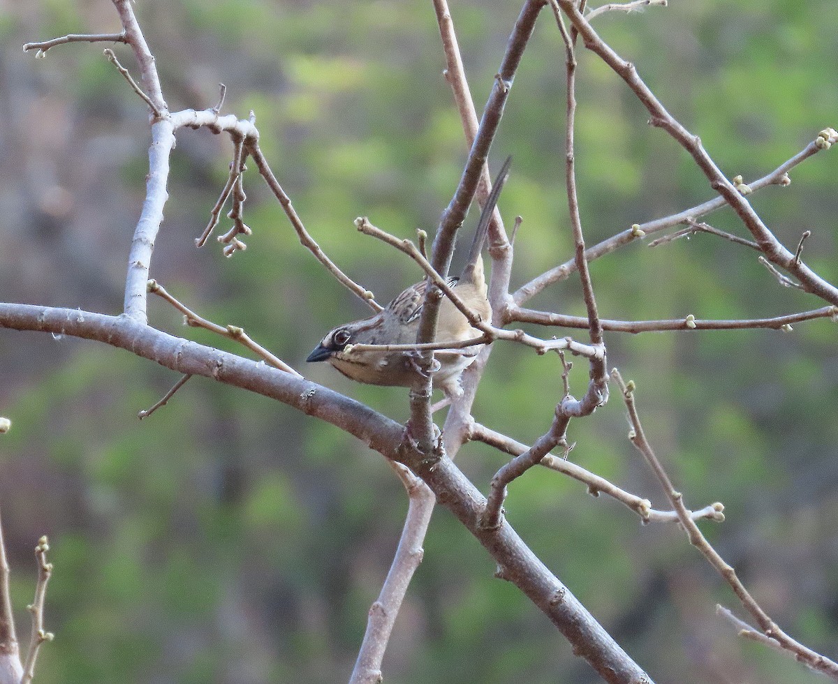 Oaxaca Sparrow - ML634471712