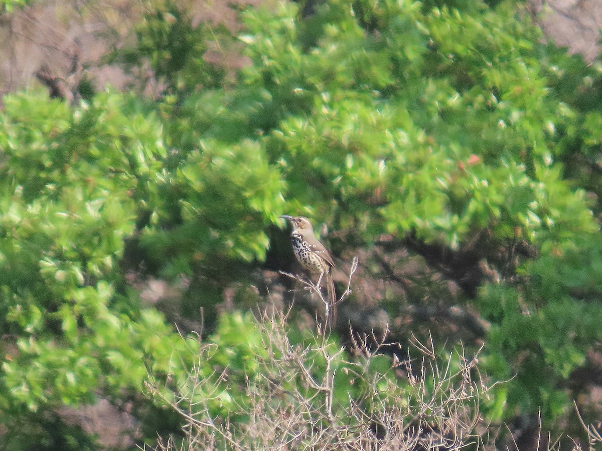 Ocellated Thrasher - ML634471860