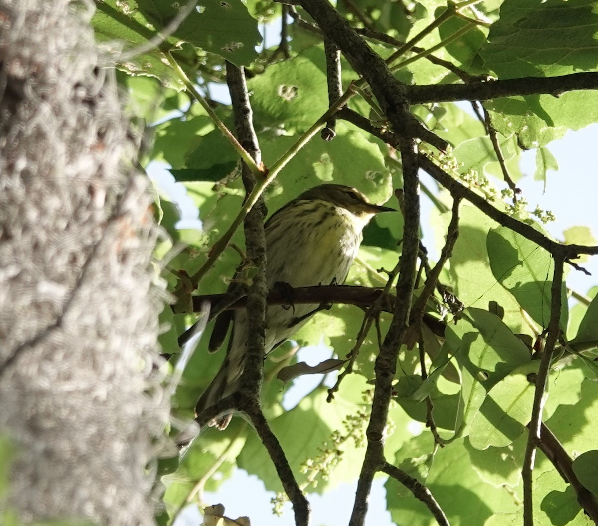 Cape May Warbler - ML634471897