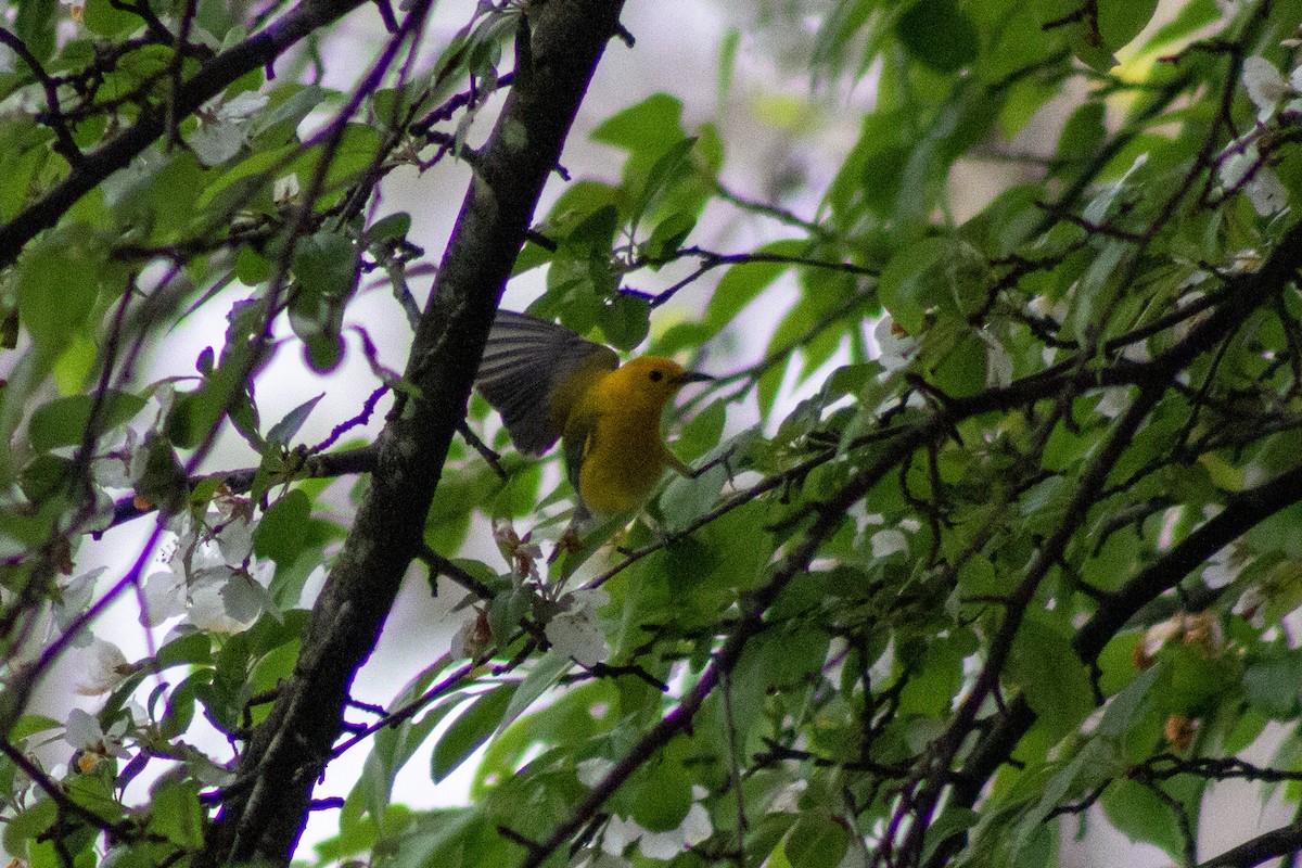Prothonotary Warbler - ML634472066