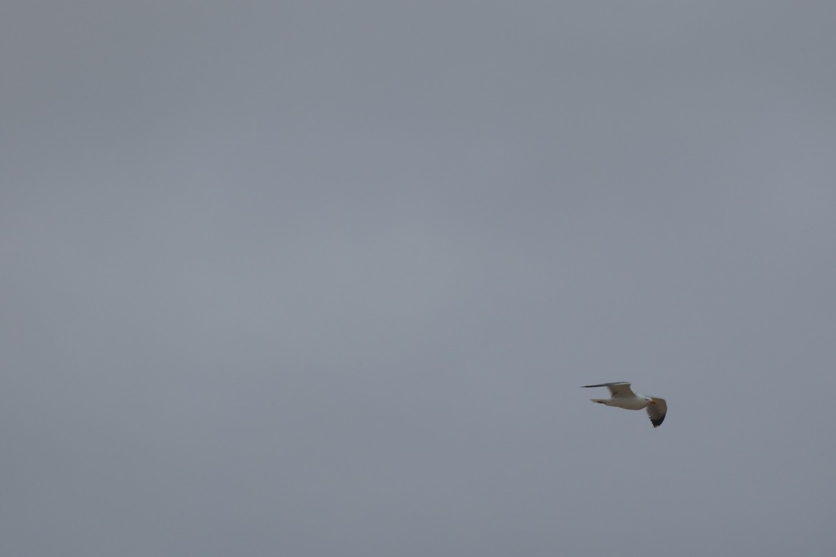 Yellow-legged Gull - ML634472079
