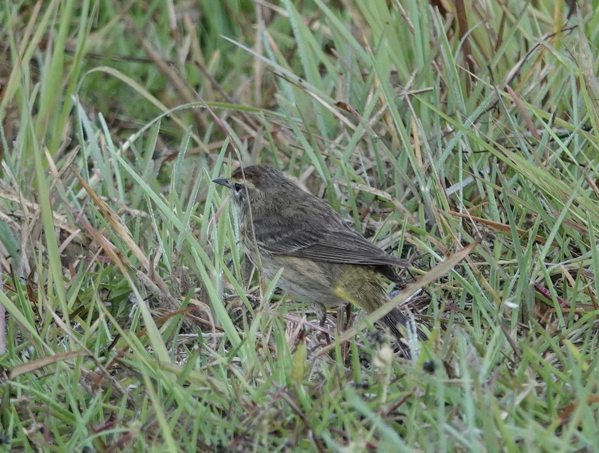 Palm Warbler - ML634472088