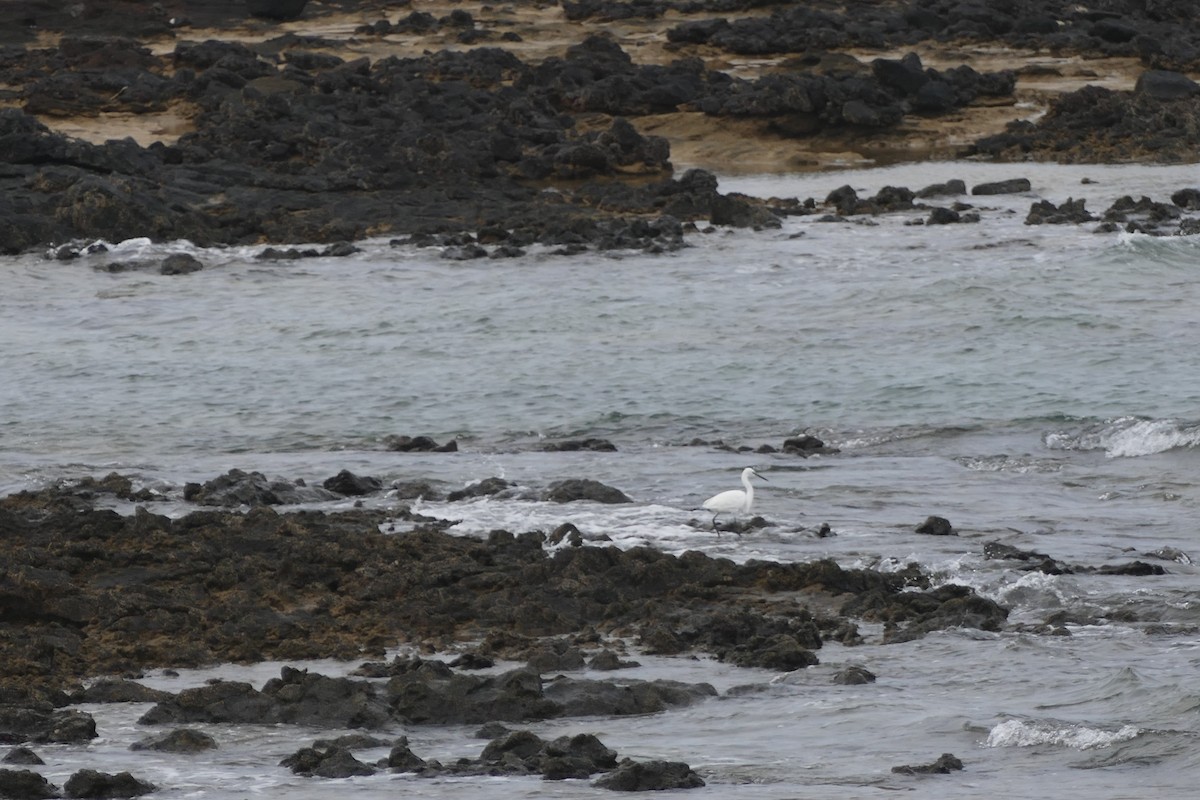 Little Egret - ML634472094