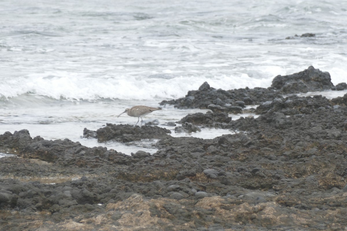 Whimbrel (White-rumped) - ML634472104