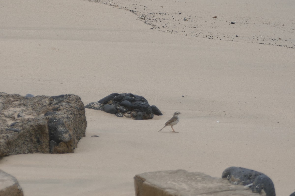Berthelot's Pipit - ML634472136