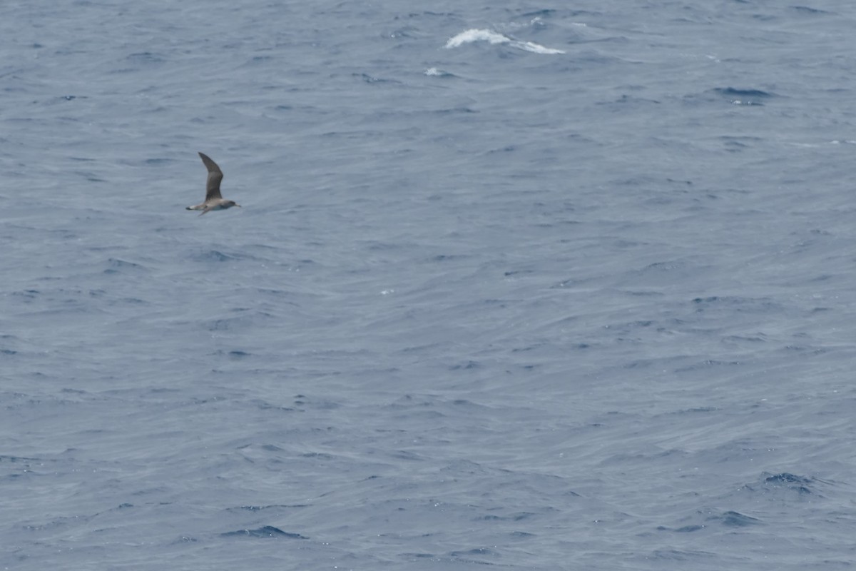 Cory's Shearwater - ML634472189