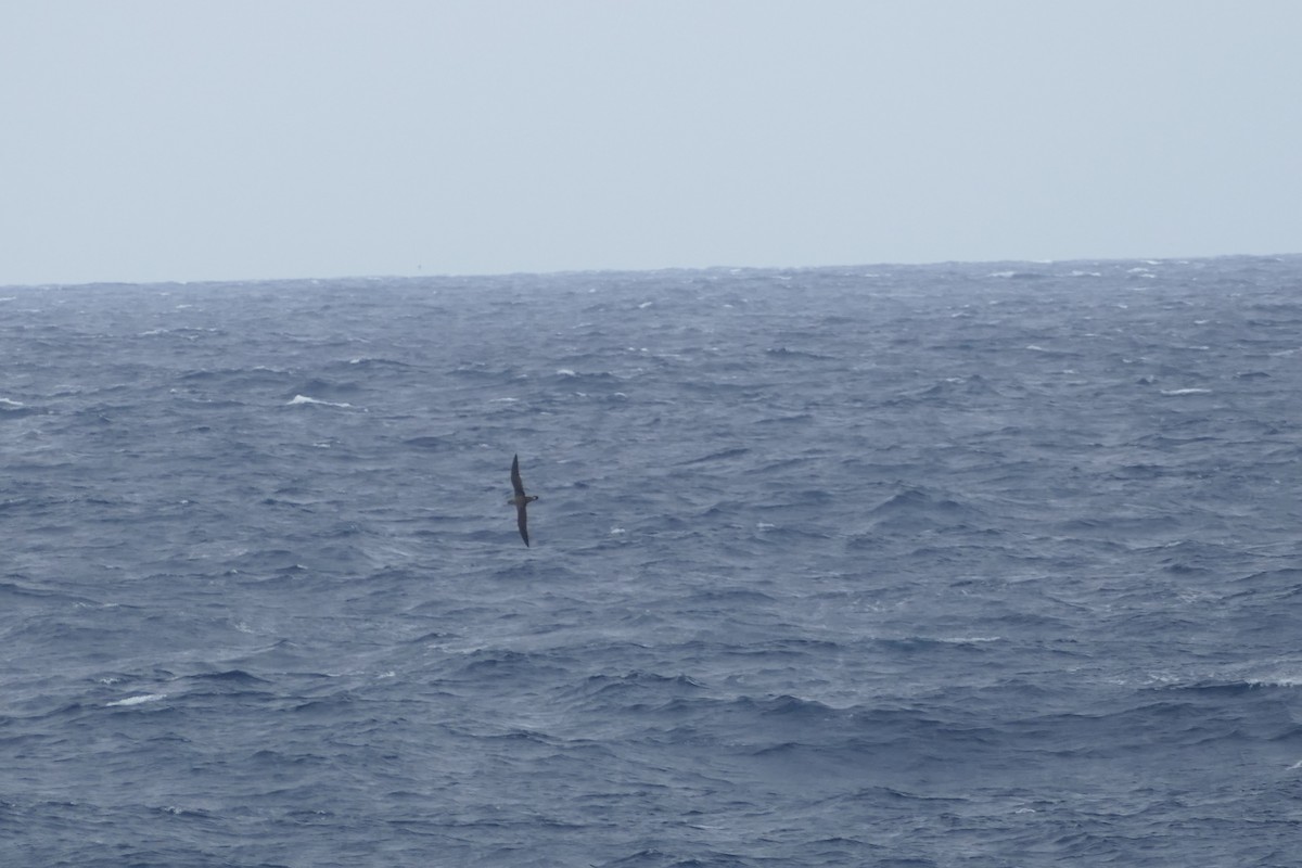 Cory's Shearwater - ML634472190