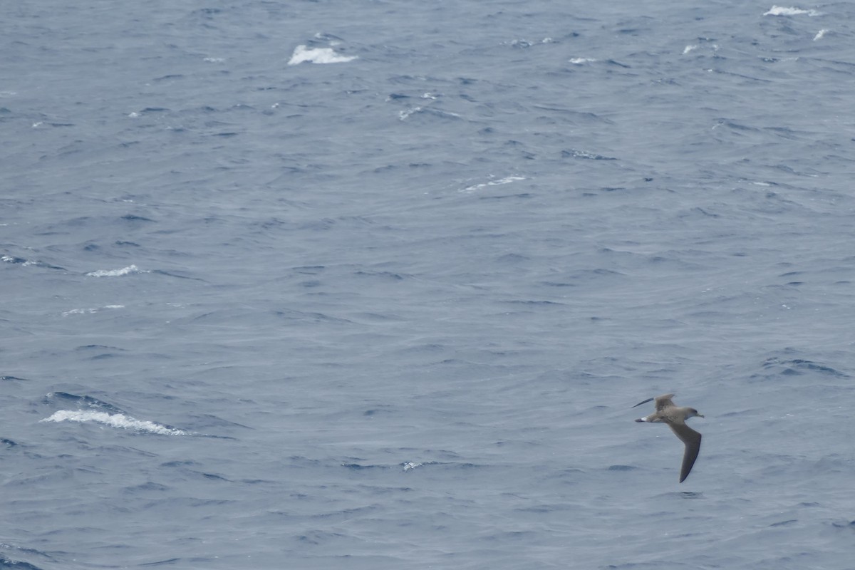 Cory's Shearwater - ML634472191